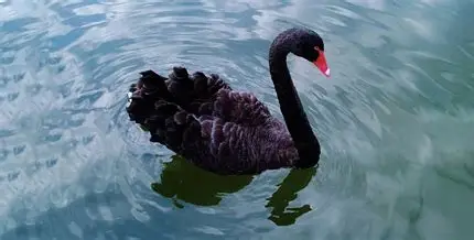 黑天鹅事件：不可预测的颠覆者