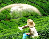 全球最大磷肥生产国中国，为何暂缓出口？